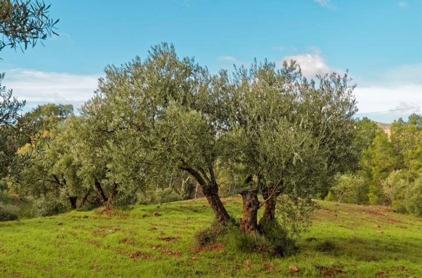 Olive tree for rent