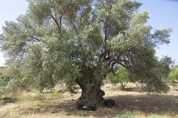 Kiralik%20Zeytin%20ağaci