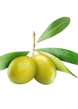 Yeşil Zeytin